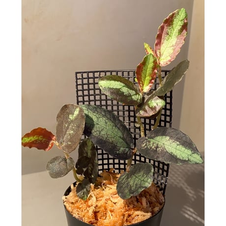 Pellionia sp. from Binh Dinh Vietnam
