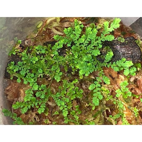 Selaginella sp. from Prachuap Khiri Khan Thailand