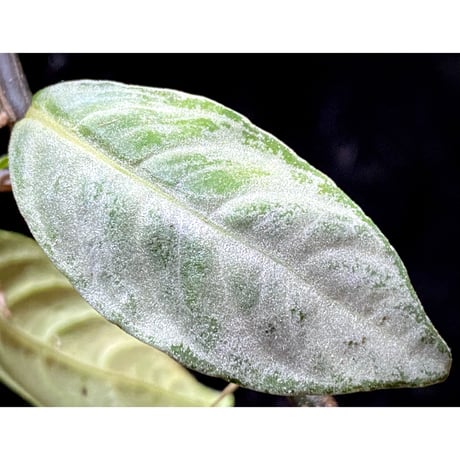 Acanthaceae gen. from Selangor alt 400 [TK050315]