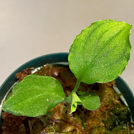 Homalomena sp. (Green) from Solok sumatera [LA0214-3]