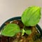 Homalomena sp. (Green) from Solok sumatera [LA0214-3]