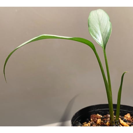 Homalomena sp. White leaf from "Pendang" Kal tengah [TB]