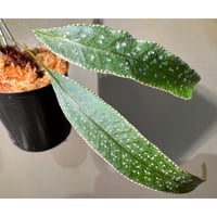 Selliguea sp. from Sulawesi