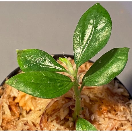 Elatostema sp. from Nopphitam [TK260915]