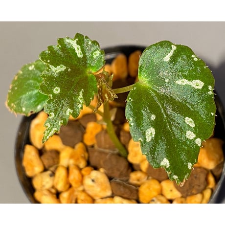 Begonia sp. from North Toraja [S0919-06] 伊藤蟻植物農園