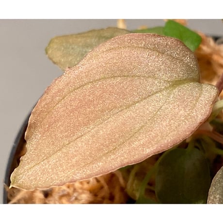 Homalomena sp. "Shirogane" SRP from Pulau Lingga[HW1017-XX]