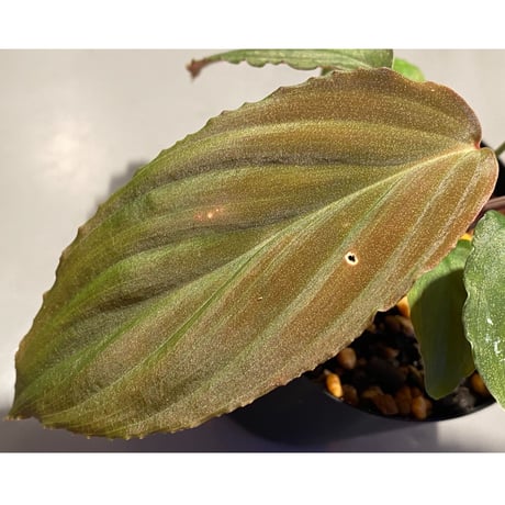 Homalomena humilis  from Cameron Highlands [TK150815]