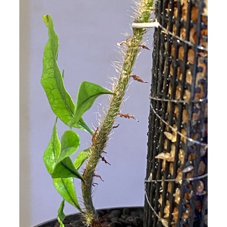 Microgramma lycopodioides from Guatemara 伊藤蟻植物農園