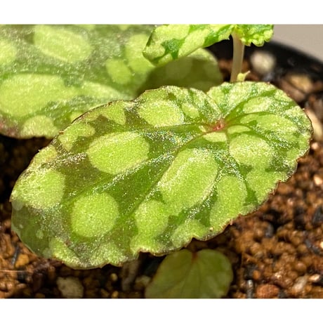 Begonia chlorosticta (Green) from Borneo Sarawak