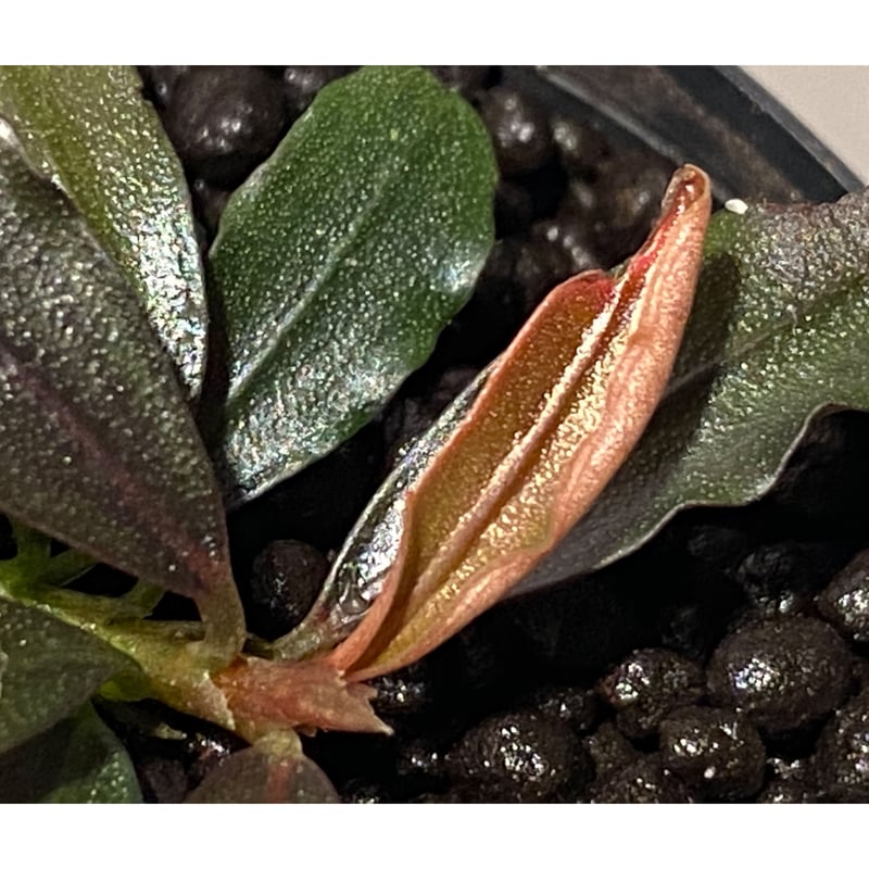 ぱぷりか様 BUCEPHALANDRA the last item Bucephalandra sp.