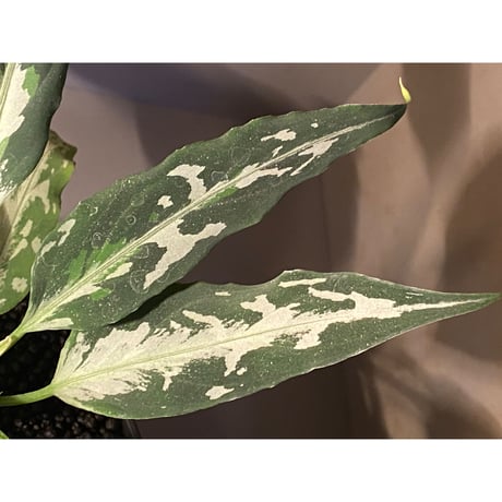 Aglaonema pictum tricolor "妖鳥" from Aceh sumatera [LA0313-00]