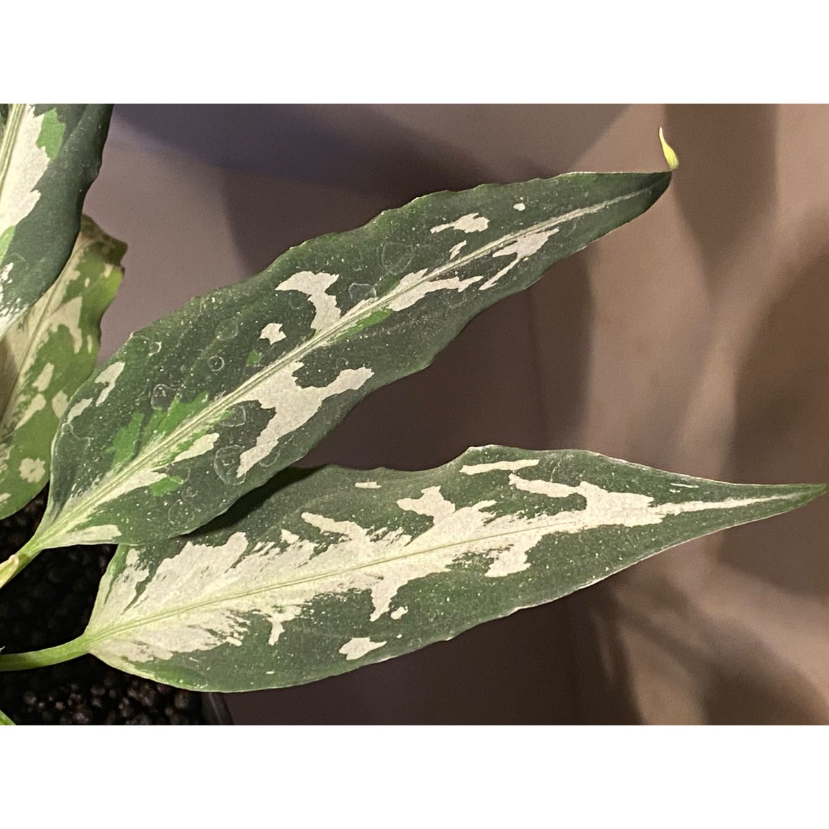 Aglaonema pictum tricolor 