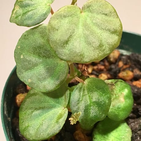 Begonia sp. from Sarawak