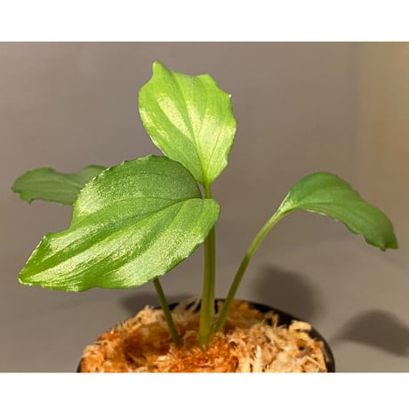 Homalomena sp. "Silver Bullet Green" from P.Linga [AZ1017-1]