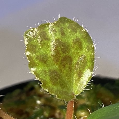 Begonia blancii