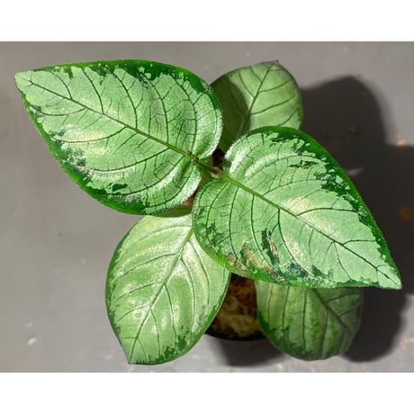 Gymnostachyum sp. "type C" from Aceh Selatan [HW0816-02]