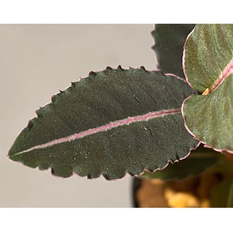Labisia sp. "Sumatera Pink"