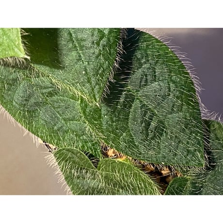Ficus sp. from Selangor