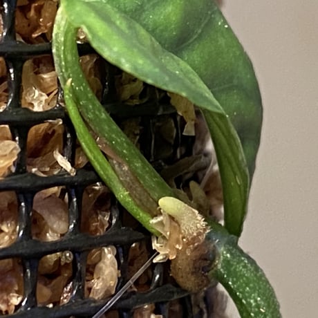 Philodendron sp. from Venezuela [tanakay]
