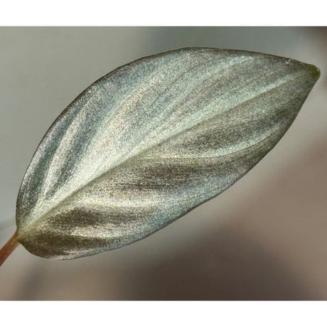 Homalomena sp. "Light Blue Silver" from Kepulauan Riau