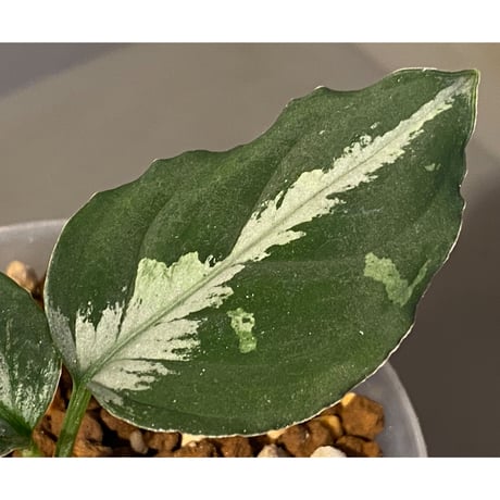 Aglaonema pictum "雷(いかずち)" 13冬 from Sibolga timur [AZ0913-3]