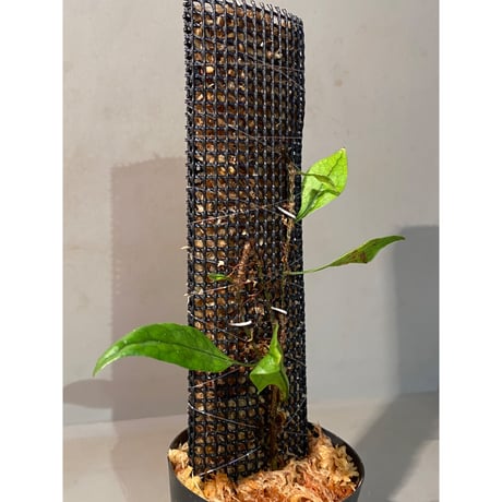 Microsorum sp. "Timika" Papua [TB]