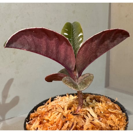Labisia sp. from Landak West Kalimantan