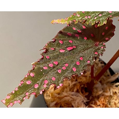 Begonia gracilicyma from Sumatera Barat [TB]