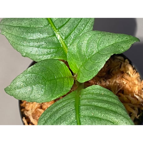Ophiorrhiza? sp. "Kab. Sanggau" Kal barat [TB]