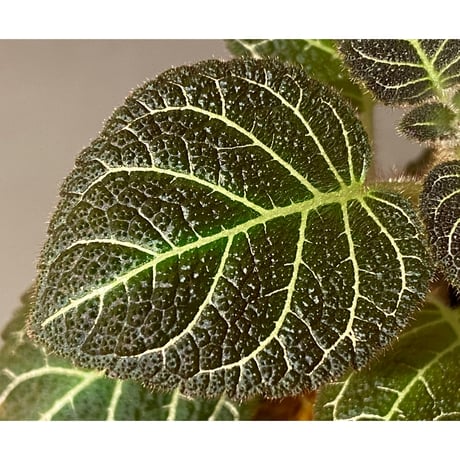 Pearcea hypocyrtiflora from Rio Napo Ecuador [tanakay] 白葉脈