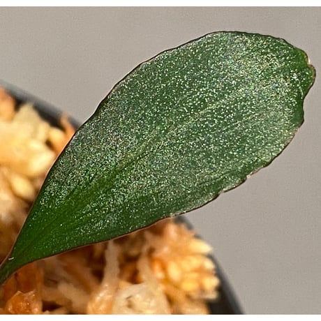 Homalomena sp. "Nanga pinoh" セミビロード Melawi Kal barat [TB]