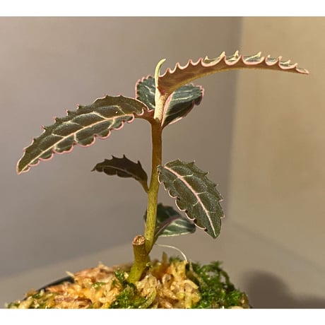 Emblemantha urnulata (Labisia sp.) from Riau sumatera [LA0815-01]