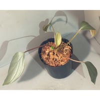 Homalomena sp. "Light Blue Silver" from Kepulauan Riau