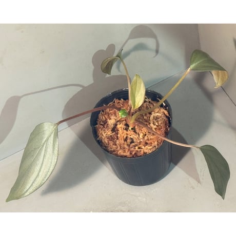 さらみさん専用　homalomena DSC_6343_1200x600_crop_center.