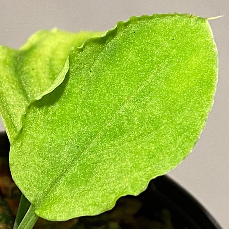 Homalomena sp. (Green) from Solok sumatera [LA0214-3]