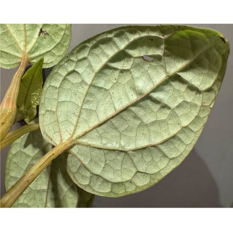 Piper sp. from Malaysia