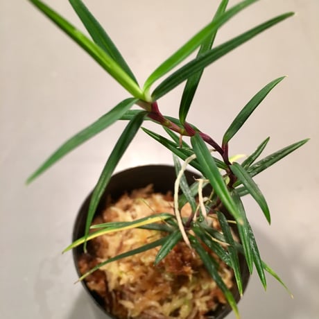Freycinetia sp. from Setiu