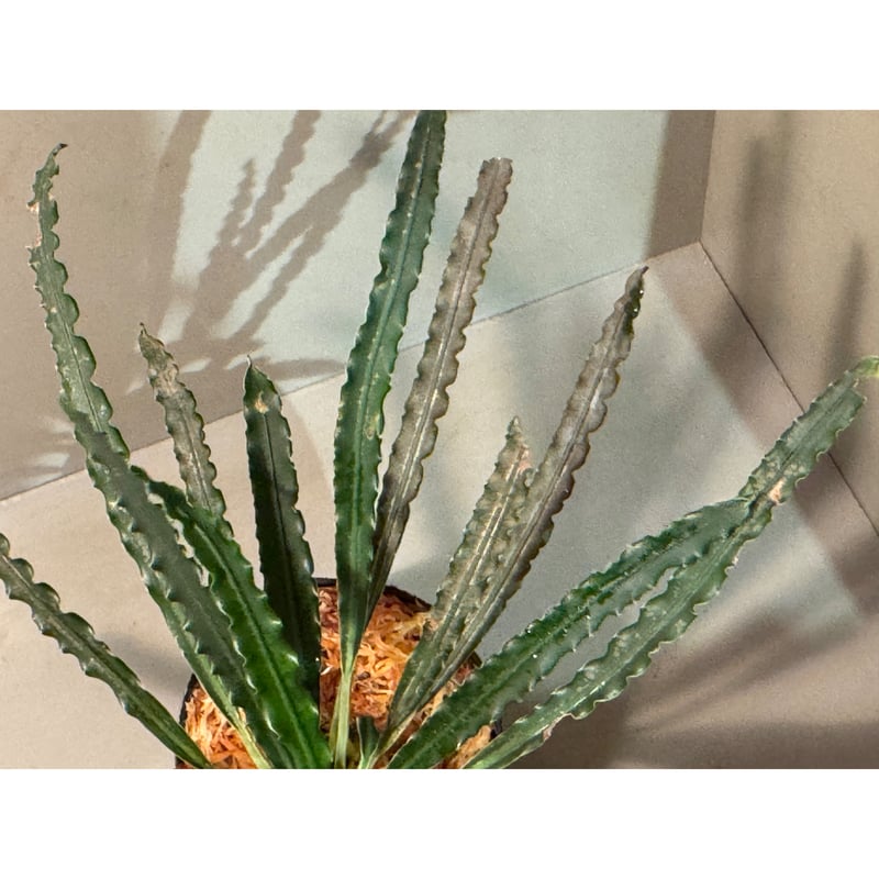 fenestratarum mulyadii フェネストラタルム ムリヤリディ Fenestratarum mulyadii ”Mahakam hulu” Kalimantan timur【TB】