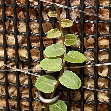 Marcgravia umbellata