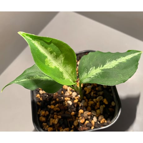 Aglaonema pictum multicolor from Sibolga Utara [HW0818-06i(2)]
