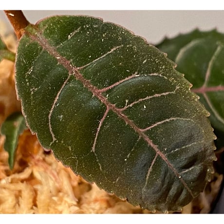 Labisia sp. from Riau Sumatera