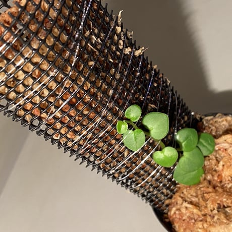 Peperomia sp. from Choco Colombia [tanakay]