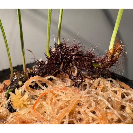 Microsorum sp. 'Type A' from Aceh sumatera ①