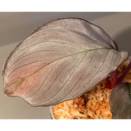 Homalomena sp. "Imperial Japanese Navy" from Resum P.Lingga [AZ0517-11] ④