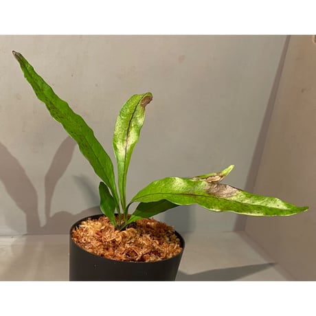 Microsorium sp. from Trat Thailand