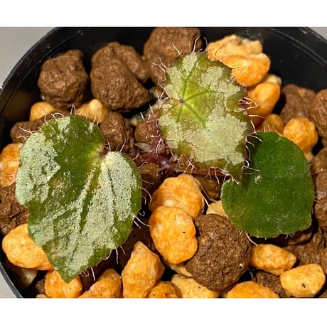 Begonia cf. ferox from Cao Bang [YH040519BK] TK
