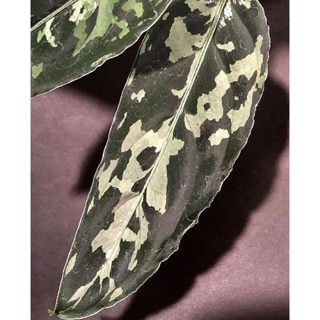 Aglaonema pictum Byarlant Custom UC from Sibolga Timur [AZ0313-1e]
