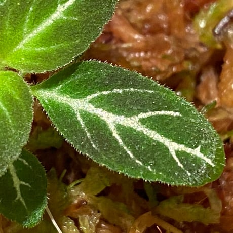 Gesneriaceae gen. from Kalimantan Barat