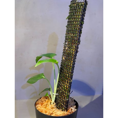 Philodendron sp. from Venezuela [tanakay]