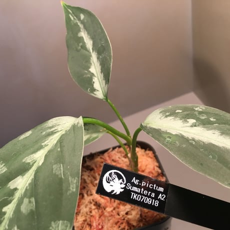 Aglaonema pictum from Sumatera A2 [TK070918] タグ付き